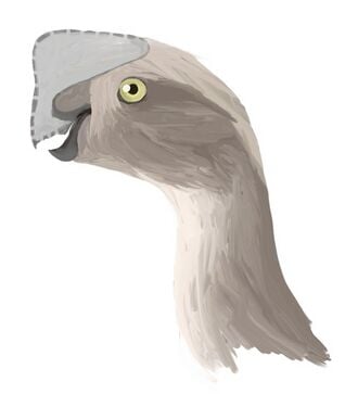 Reconstitution de l'aspect probable de l'oviraptor. La forme de la crête sur la tête est inconnue, les fossiles n'ayant pas été retrouvés complets.