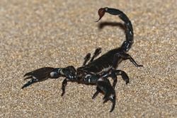 Pandinus imperator