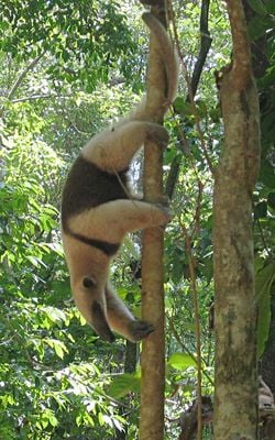 Un tamandua du Mexique