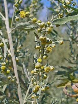 Inflorescence d'absinthe