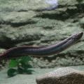 Un Dipneuste : le lépidosirène. Les plus anciens dipneustes connus sont Youngolepis, Diabolepis et Powichtys, du Dévonien (-410 millions d'années)