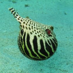 Un poisson-ballon étoilé (Arothron stellatus), aux Philippines, gonflé d'eau pour faire peur aux prédateurs.