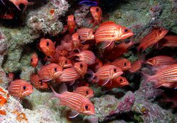 Un banc de poissons écureuils, dans un récif, à Hawaï