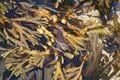 Une algue brune : le fucus