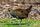 Images sur les gallinules
