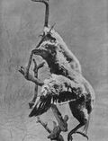 L'hoazin, un oiseau d'Amérique du Sud. Le jeune possède des griffes au bout des ailes, qui l'aident à se déplacer dans les branches.