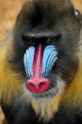 Le mandrill est un cousin du drill. Il a des couleurs très voyantes sur le visage qui lui servent à communiquer.