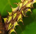 Punaises épines, sur une branche
