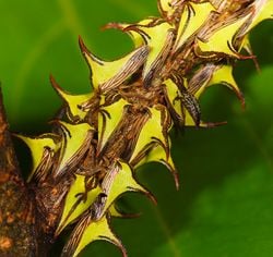 Un groupe de punaises-épines, sur une branche, au Costa Rica. Leur nombre accroît encore l'efficacité du camouflage : on dirait vraiment que la branche est couverte d'épines!