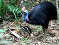 Un casoar à casque et son poussin