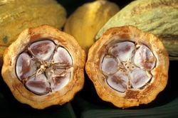 Cabosse coupée montrant les 5 rangées de fèves (graines)