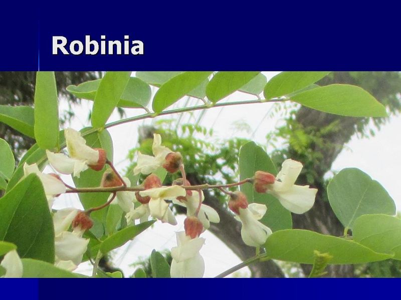 Datei:Robinia n1.jpg