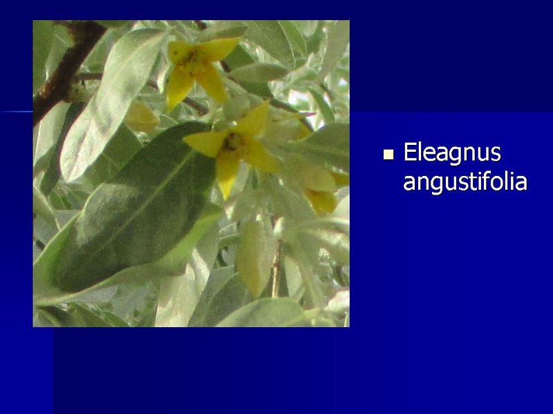 Datei:Eleagnus angustifolia 1.jpg