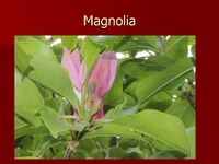 Magnolia detail.jpg
