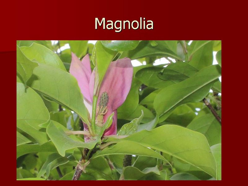 Datei:Magnolia detail.jpg