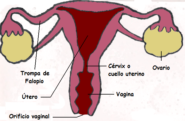Archivo:Sistema reproductor femenino.png