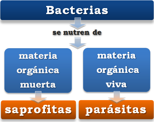 Archivo:Clasificación de las bacterias según su nutrición.png