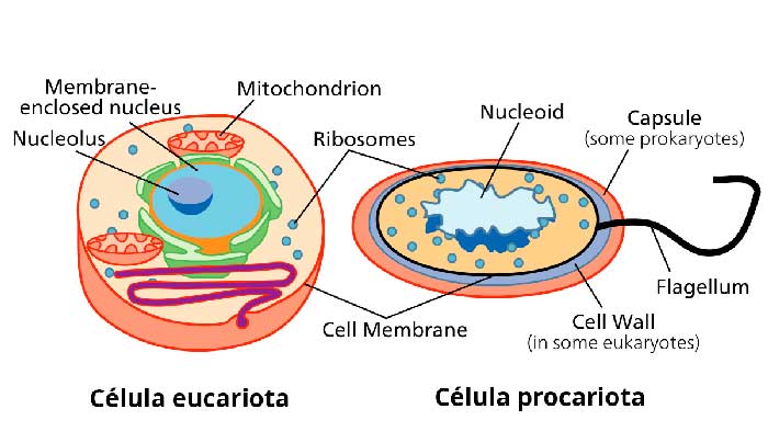 Archivo:Celulas-eucariotas-procariotas.jpg