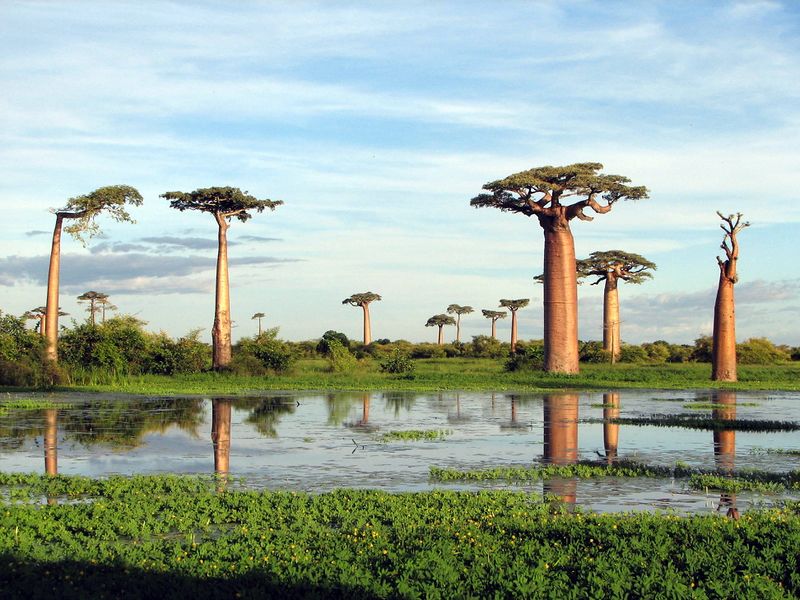 Archivo:Baobabs.jpg
