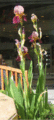 Iris germanica.GIF