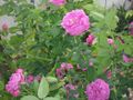 Rosal antiguo, de rosas olorosas Rosas-olorosas.jpg