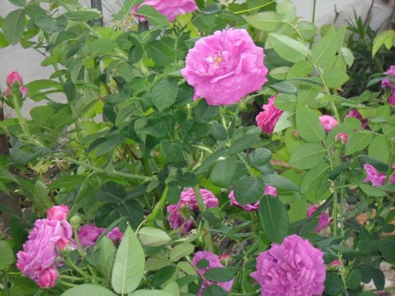 Archivo:Rosal antiguo, de rosas olorosas Rosas-olorosas.jpg