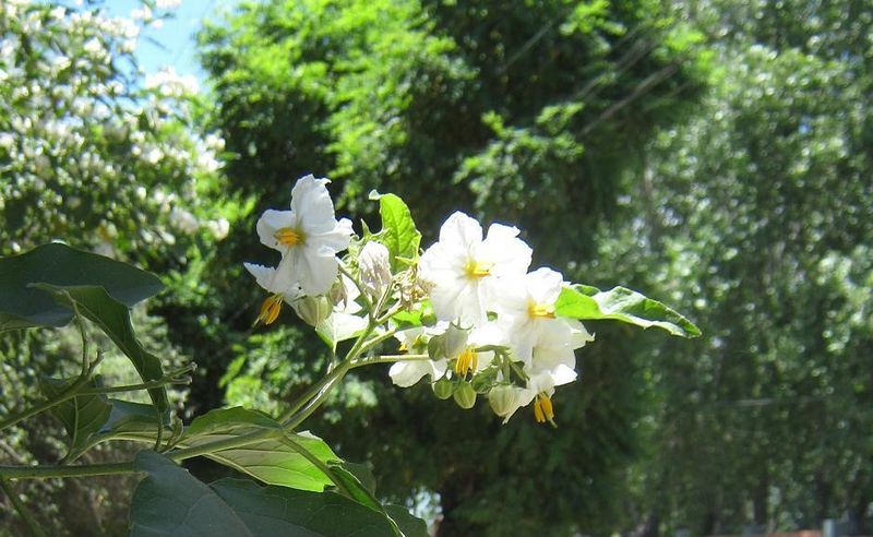 Archivo:Solanum no identificada.jpg