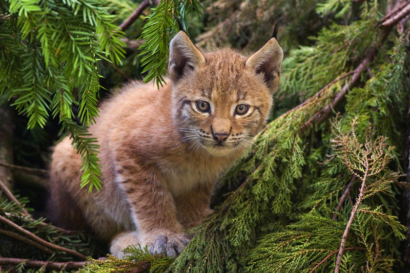 Fichier:Lynx kitten.jpg