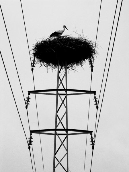 Fichier:Stork nest on power mast.jpg