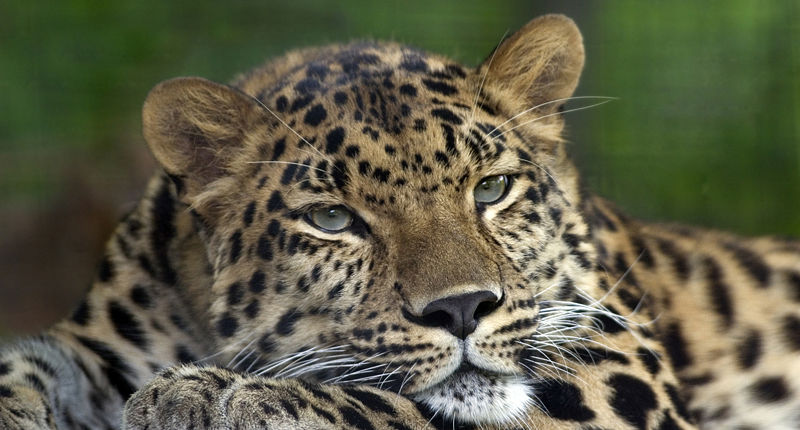 Fichier:Amur Leopard Pittsburgh Zoo.jpg