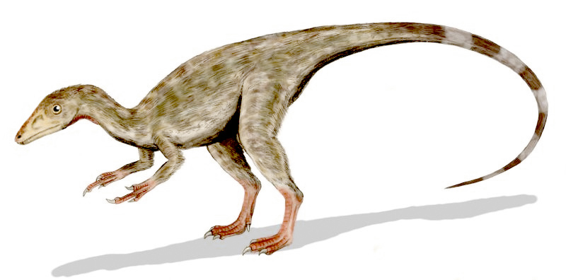 Fichier:Compsognathus.jpg