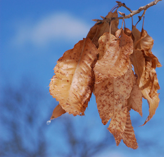 Fichier:Sawtooth Oak Quercus acutissima Dried Leaves 2100px.jpg
