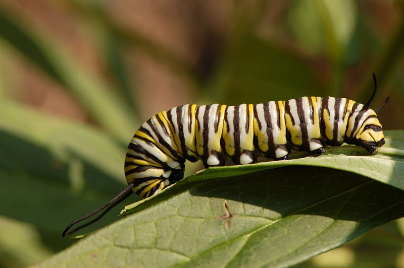 Fichier:Monarch Butterfly Danaus plexippus Feeding Down 3008px.jpg