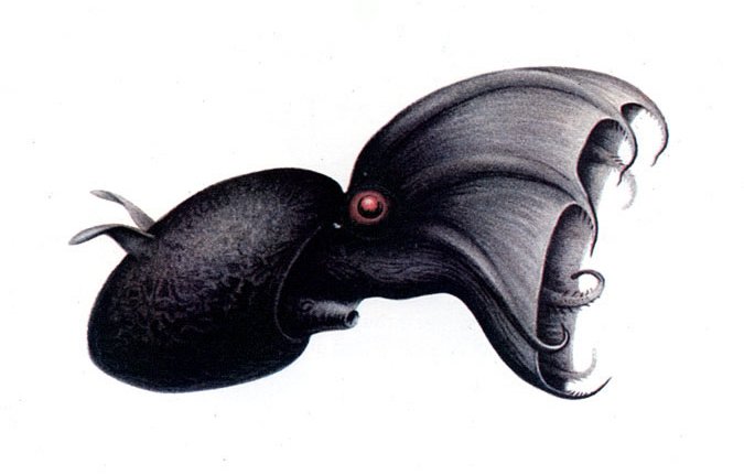 Fichier:Vampyroteuthis illustration.jpg