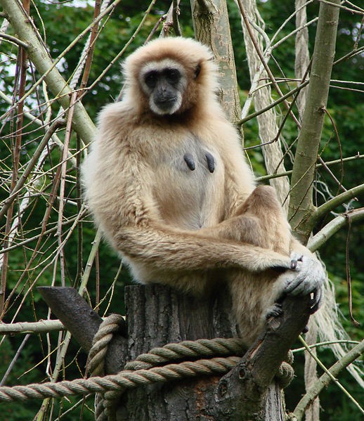 Fichier:Gibbon lar.jpg
