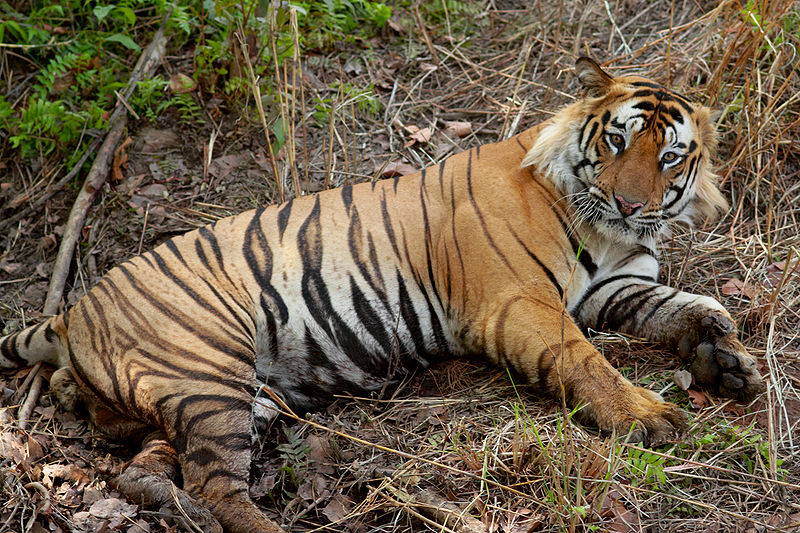 Fichier:Bengal Tiger India.jpg