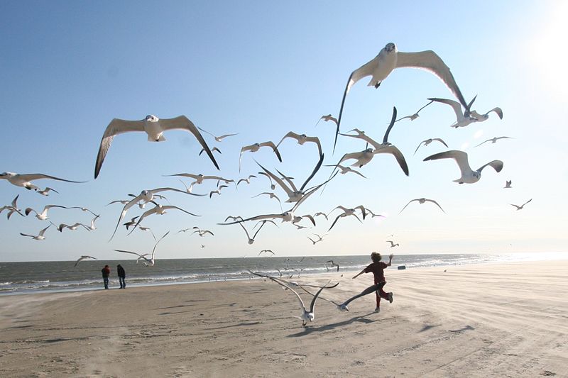 Fichier:Flock of Seagulls (eschipul).jpg