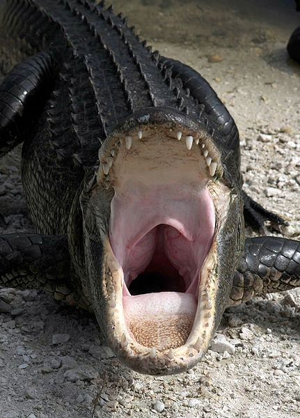 Fichier:Alligator mississippiensis yawn.jpg