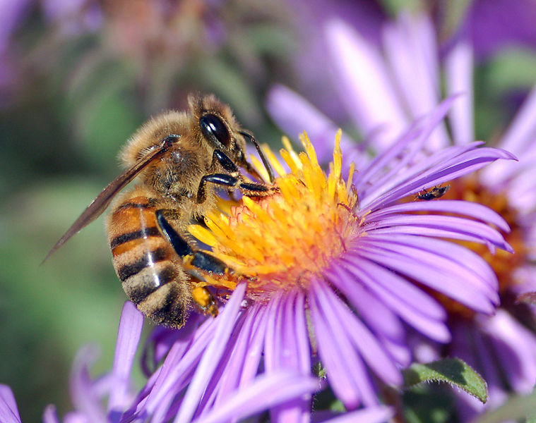 Fichier:European honey bee extracts nectar.jpg