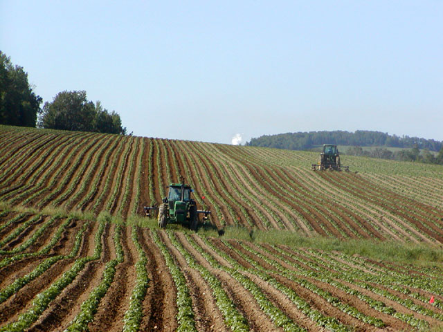 Fichier:Tracteurs dans un champs de pommes de terre.jpg