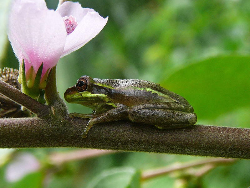 Fichier:Tree frog Fern Forest.jpg