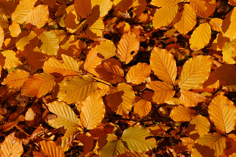 Fichier:Copper Beech Fagus sylvatica f. purpurea Autumn Leaves Closeup 3008px.jpg