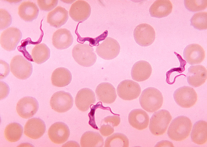 Fichier:Trypanosoma sp. PHIL 613 lores.jpg