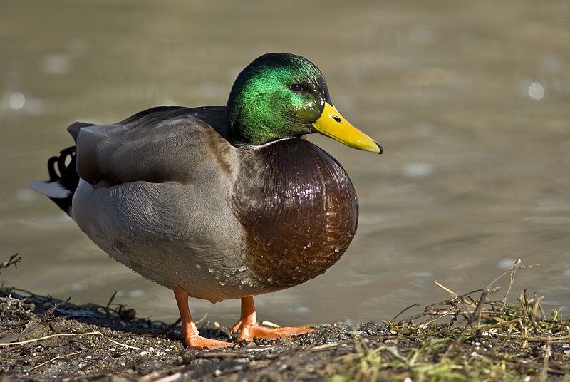 Fichier:Male mallard duck 2.jpg