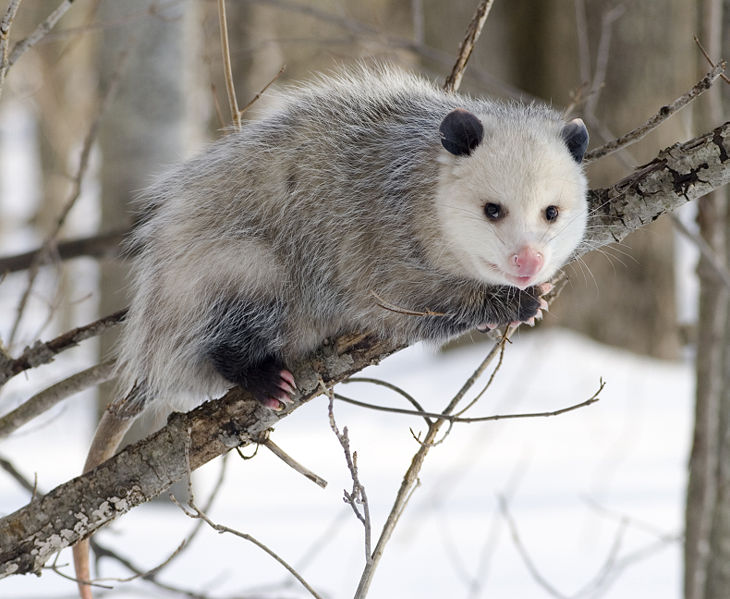 Fichier:Opossum 2.jpg