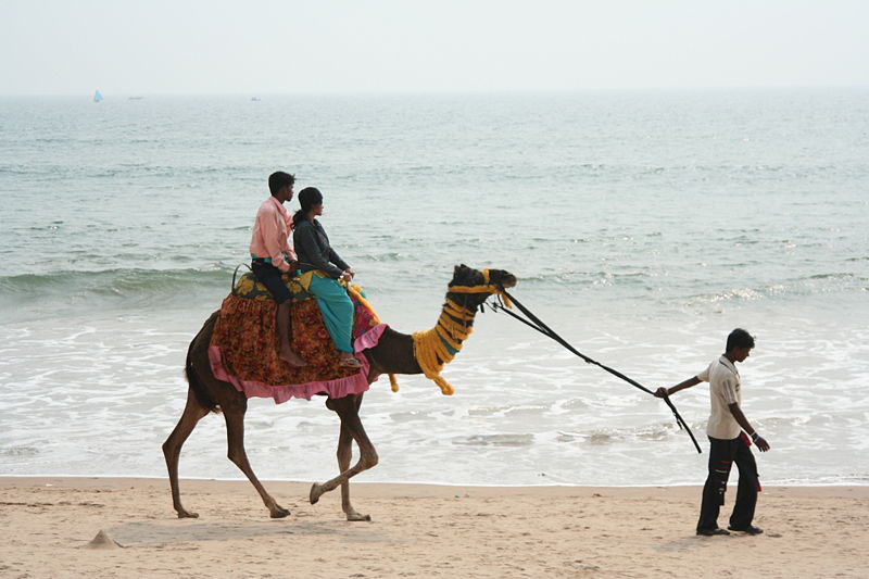 Fichier:Camel ride along the beach.jpg