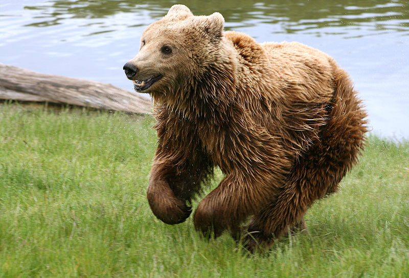 Fichier:Brown bear (Ursus arctos arctos) running.jpg