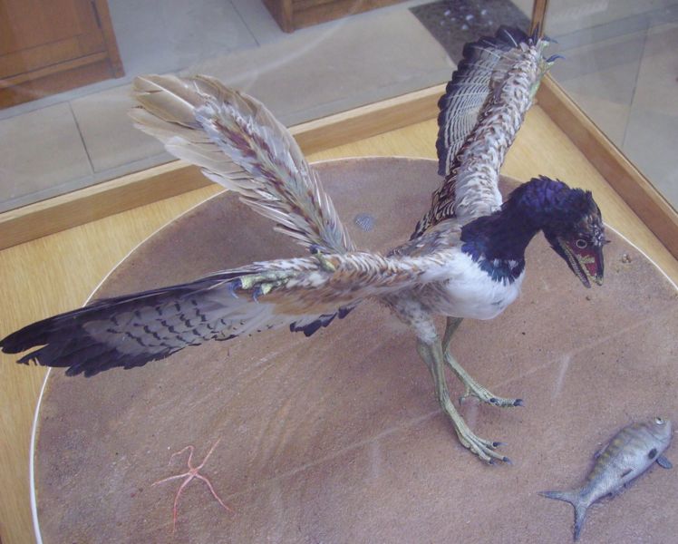 Fichier:Archaeopteryx.JPG