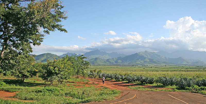 Fichier:Mt Uluguru and Sisal plantations.jpg