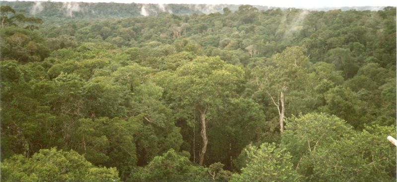 Fichier:Forêt dense amazonienne.jpg